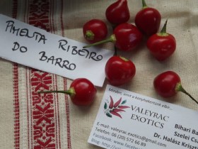 Pimento Barro do Ribeiro Chili - Csípős paprika ritkaságok az Egzotikus Növények Stúdiója kínálatában